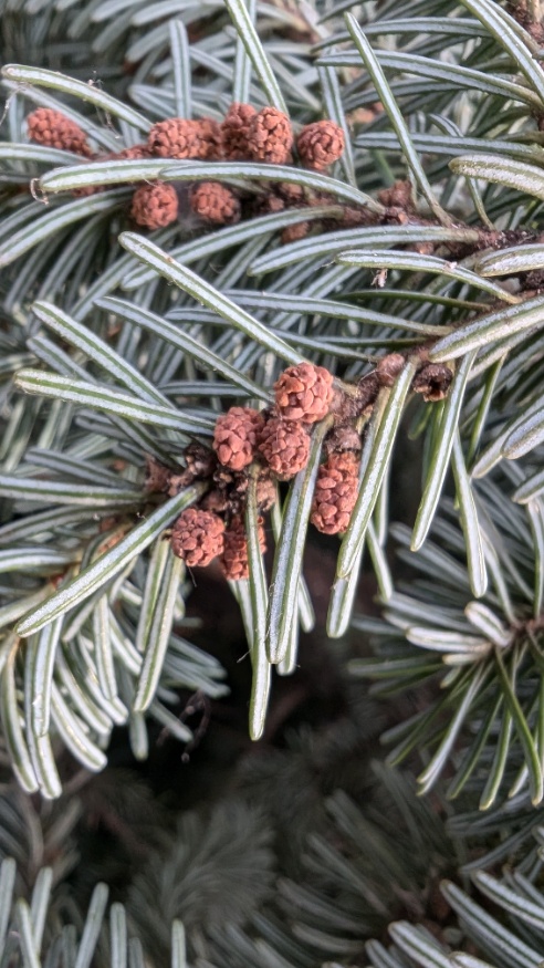 subalpine fir