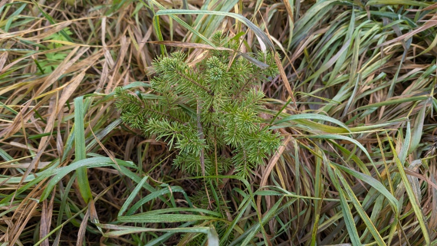 subalpine fir sapling
