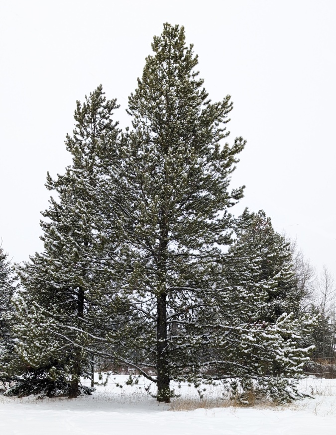 lodgepole pine