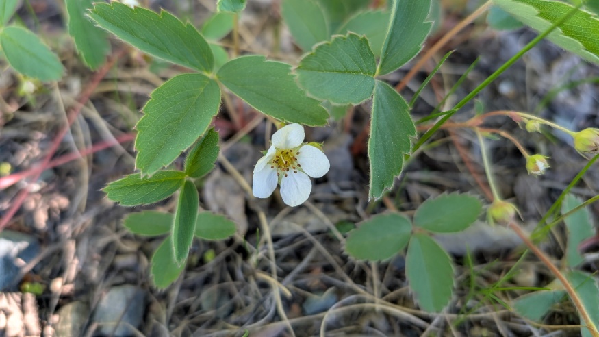 wild strawberry