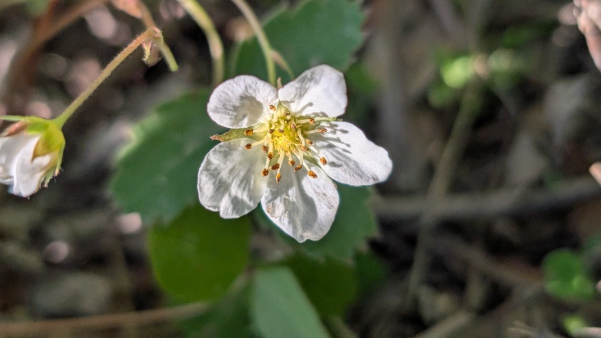 wild strawberry