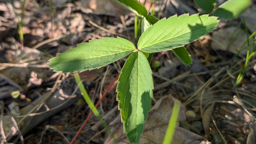 wild strawberry