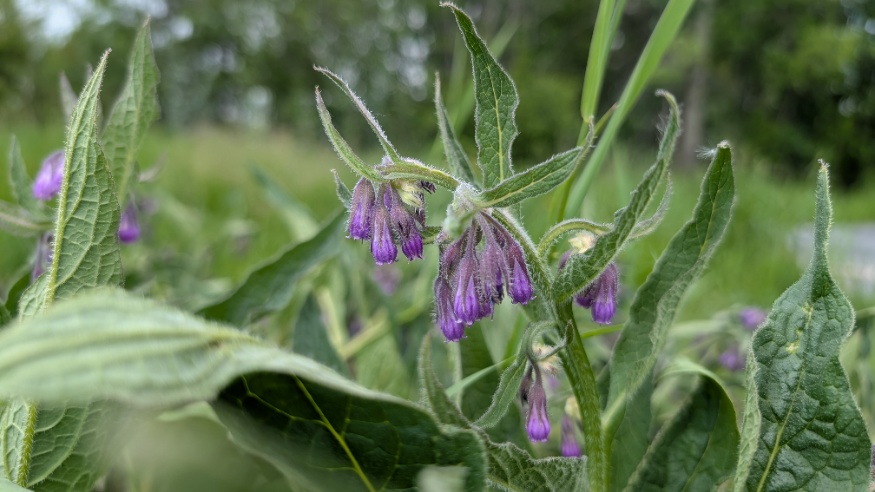 Comfrey