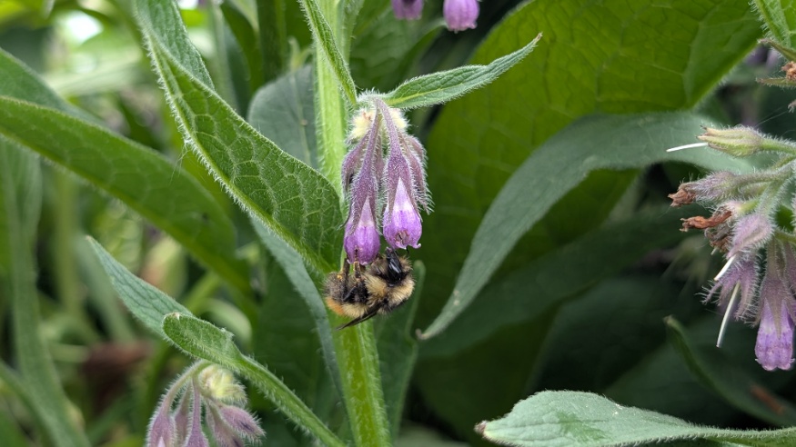 Comfrey