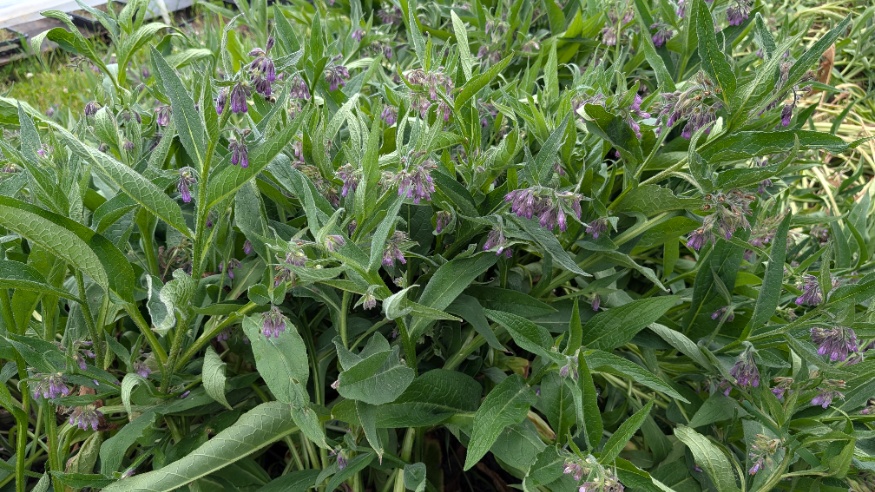 Comfrey