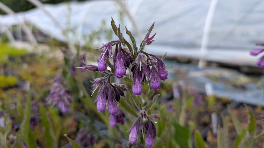 Comfrey