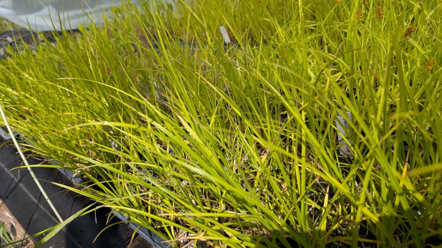 panicled bulrush