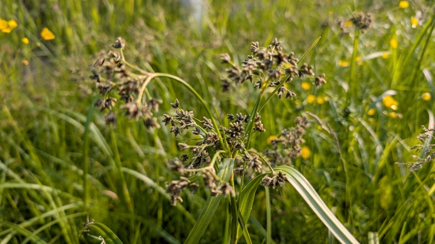 Panicked bulrush
