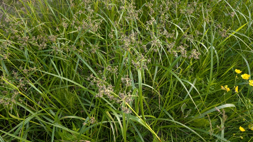 Panicked bulrush