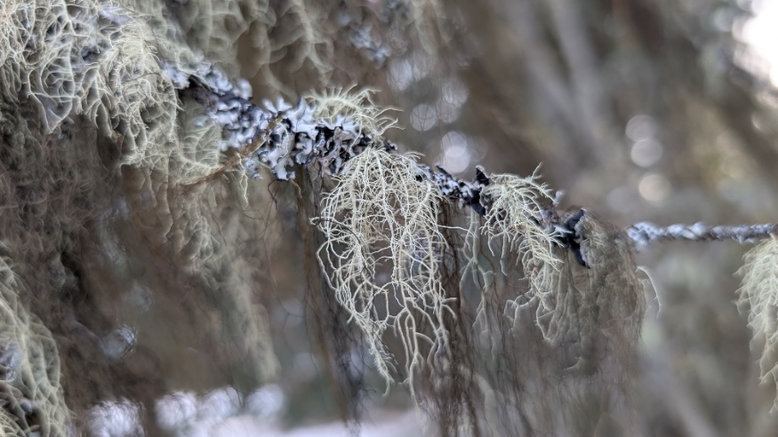 usnea