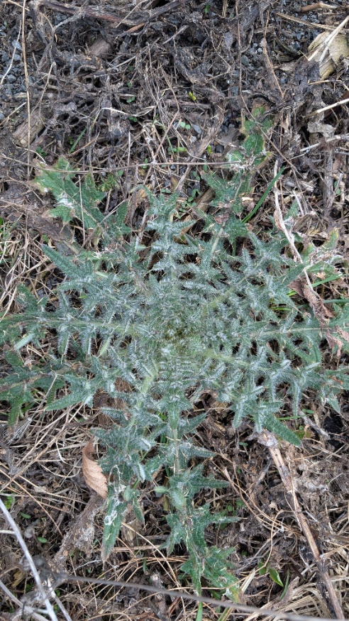 bull thistle