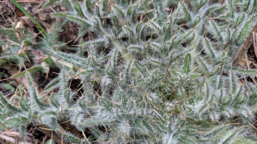 bull thistle