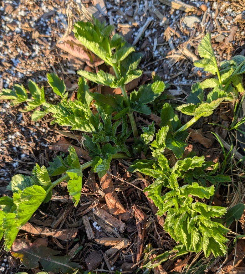 wild parsnip