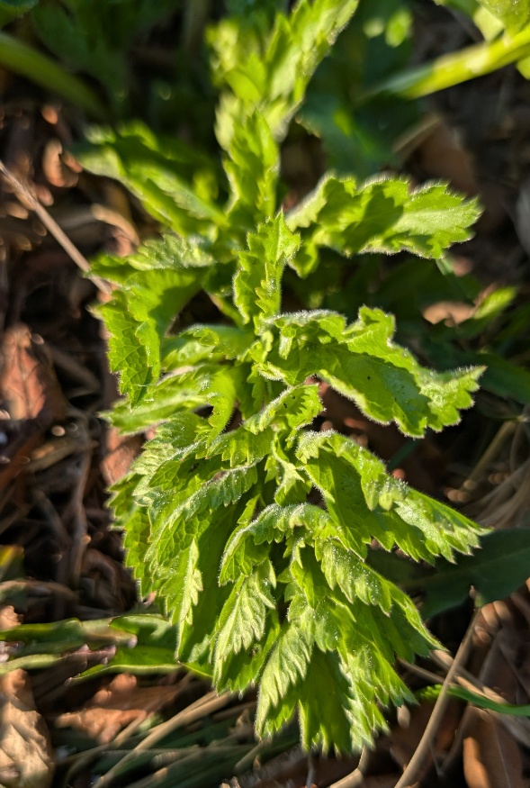 wild parsnip