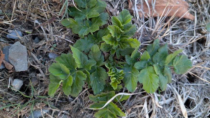 wild parsnip