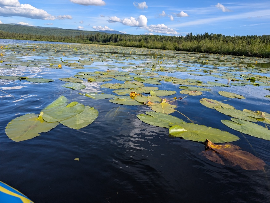 yellow pond lily