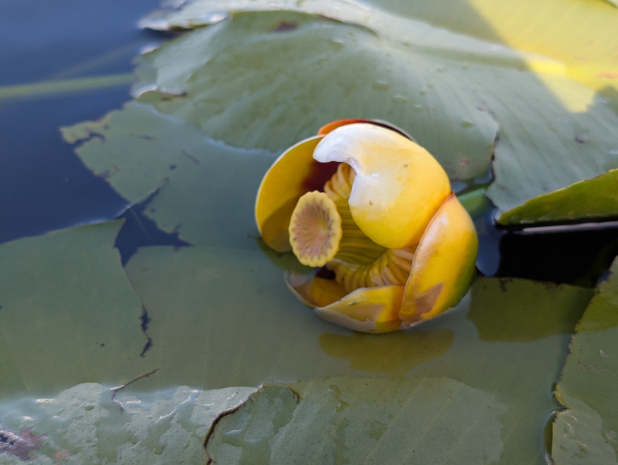 yellow pond lily