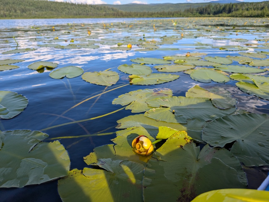 yellow pond lily