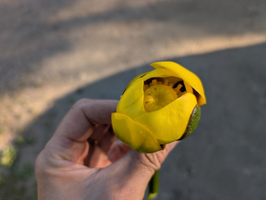 yellow pond lily
