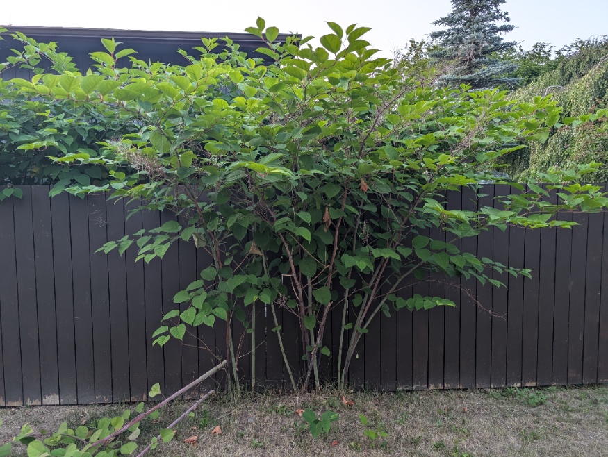 Japanese knotweed