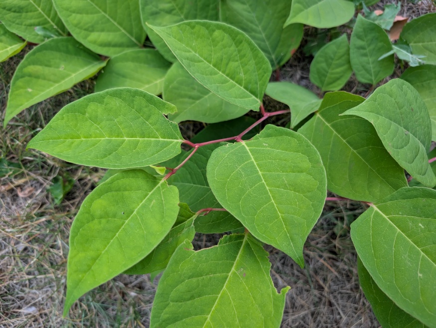 Japanese knotweed