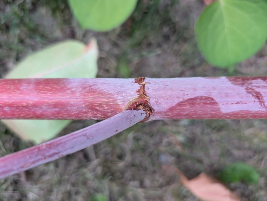 Japanese knotweed