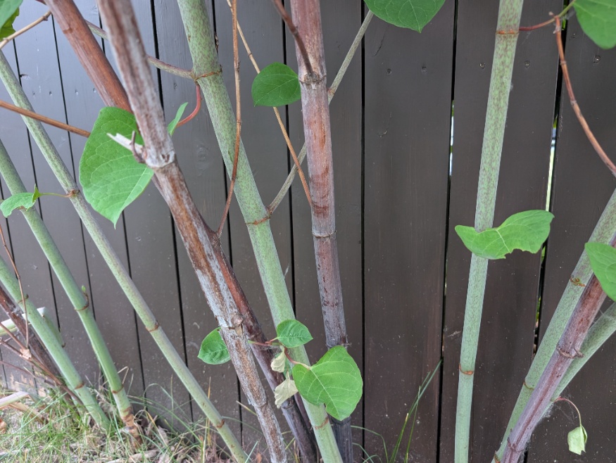 Japanese knotweed