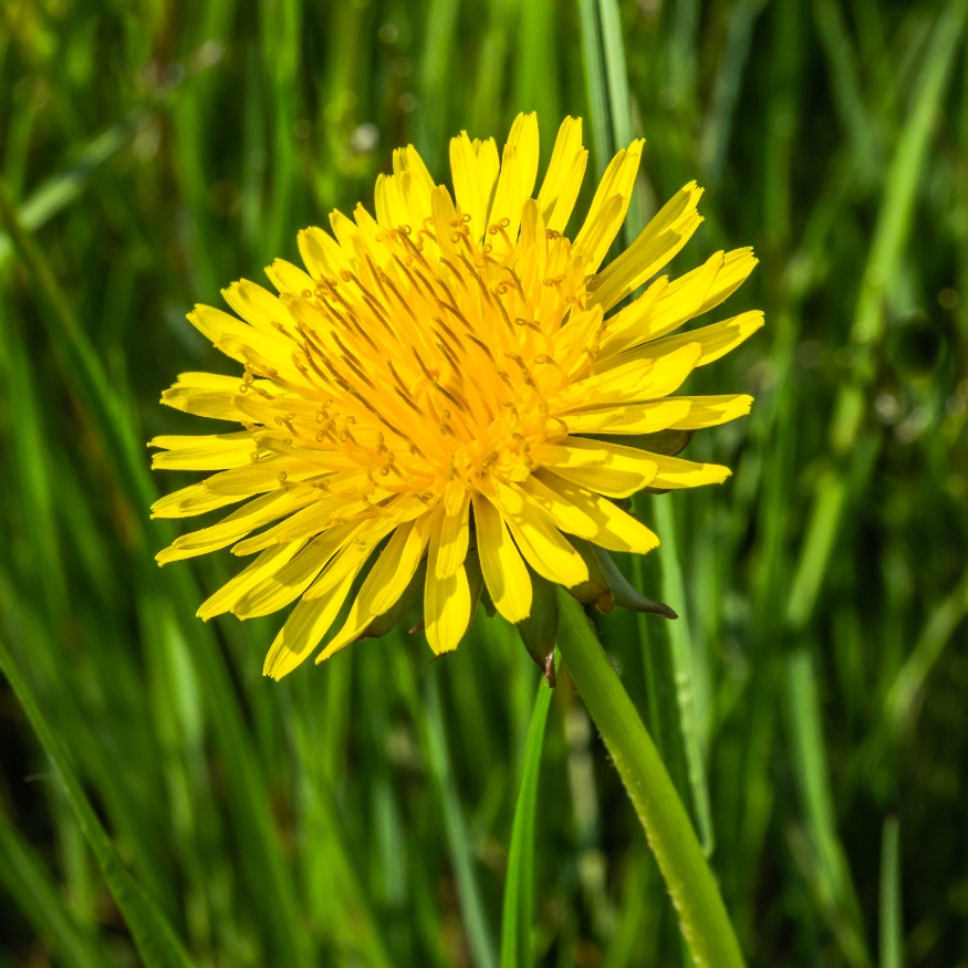 dandelion