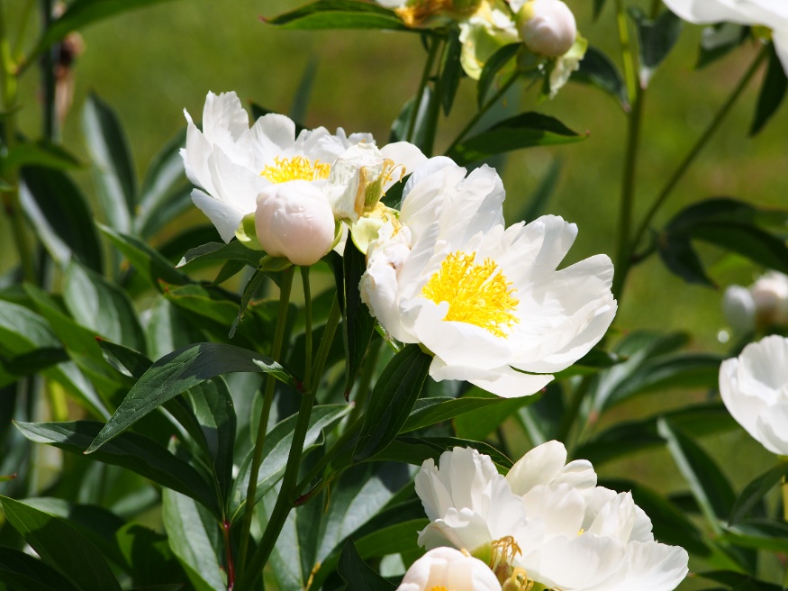 white peony