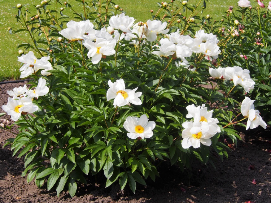 white peony