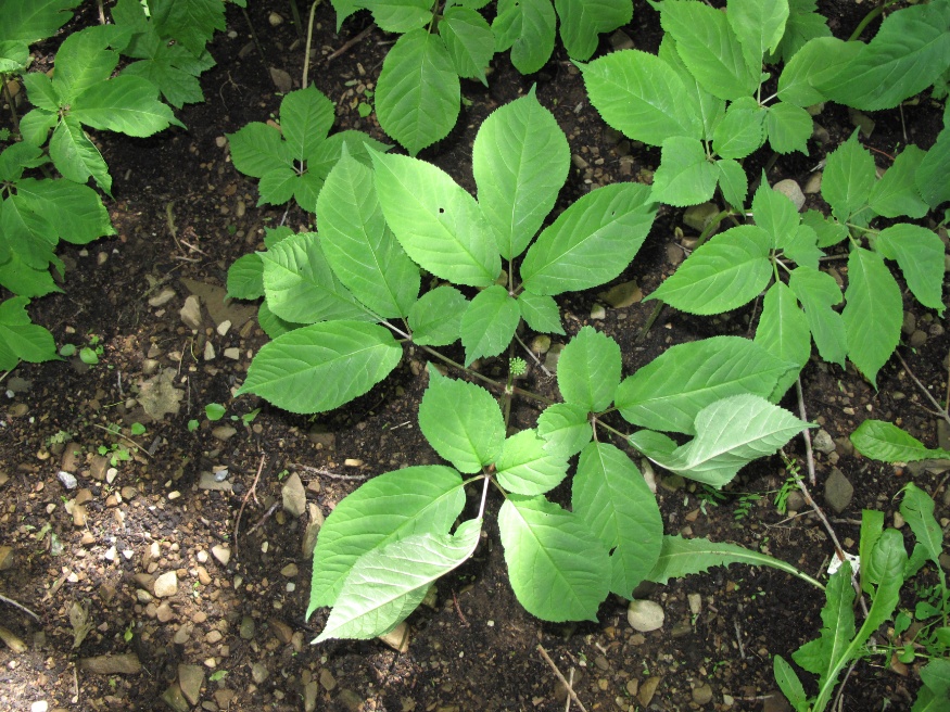 American ginseng