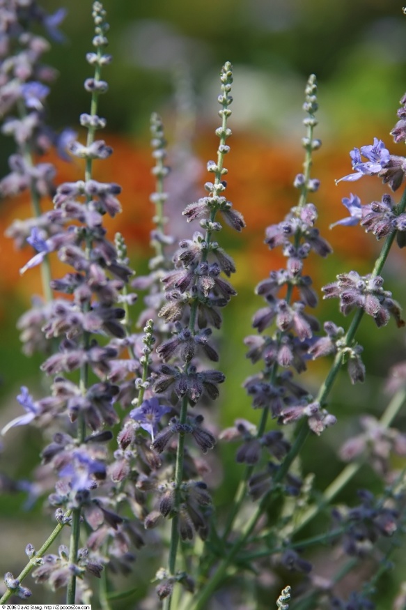 Russian sage