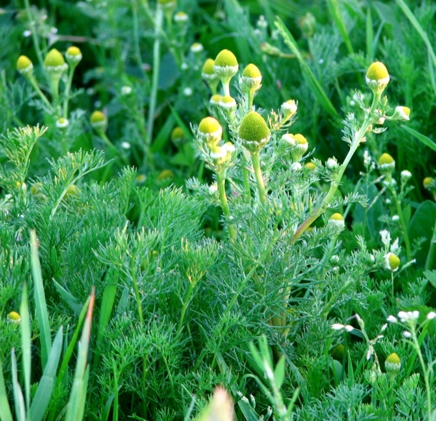 wild chamomile