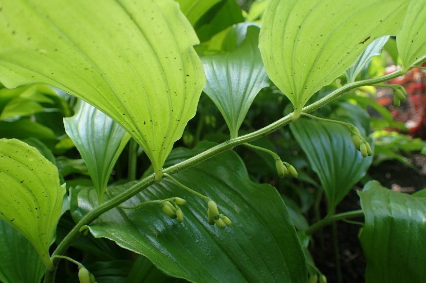solomon's seal