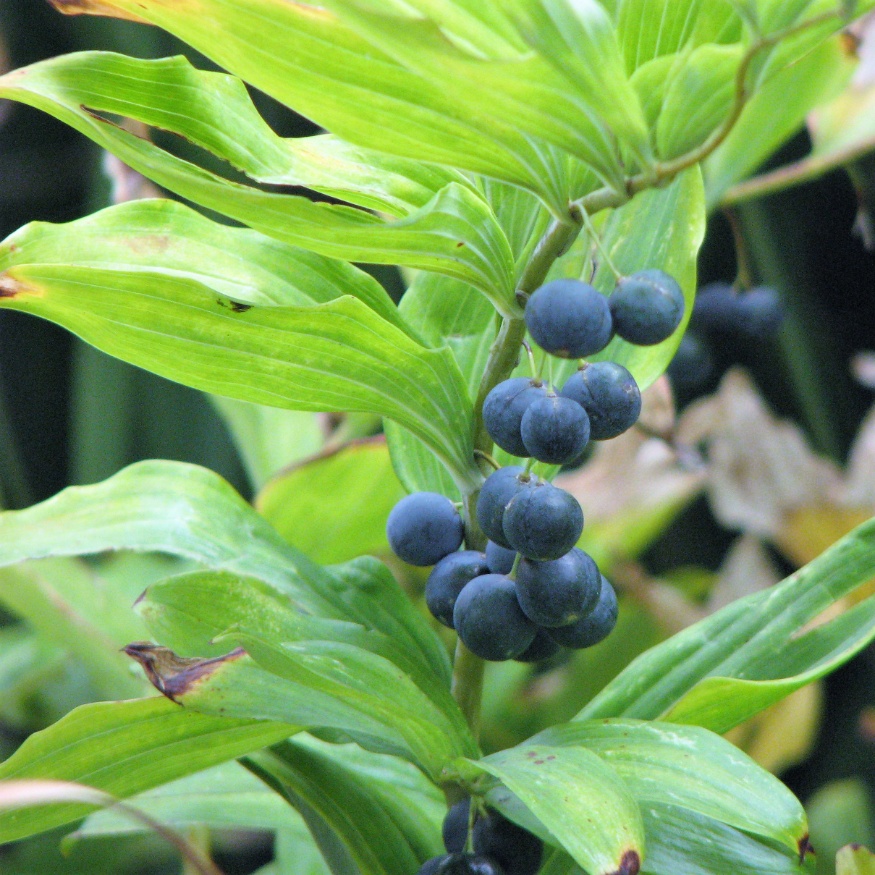 solomon's seal
