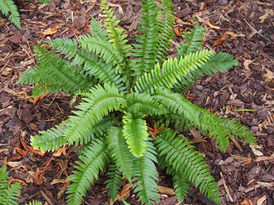 sword fern