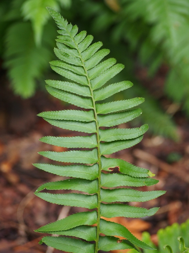 sword fern