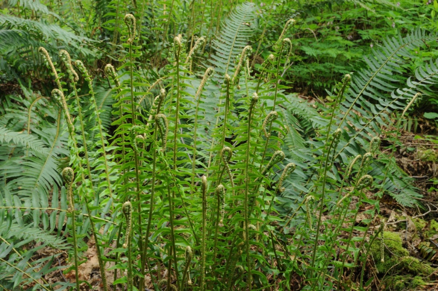 sword fern