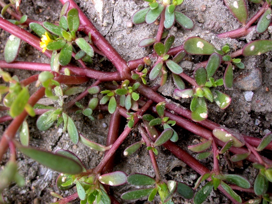 purslane