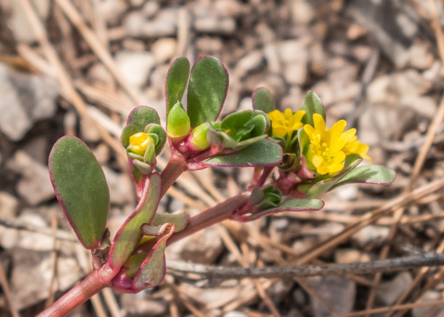 purslane