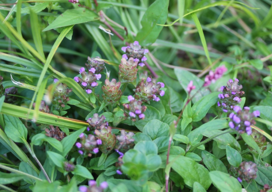 self-heal