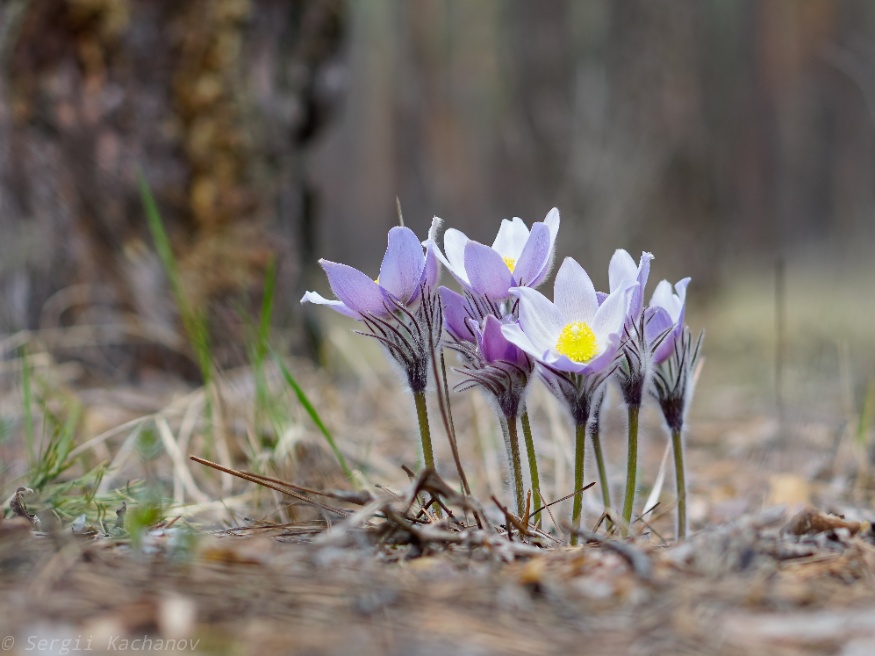 pulsatilla