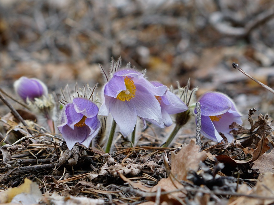 pulsatilla