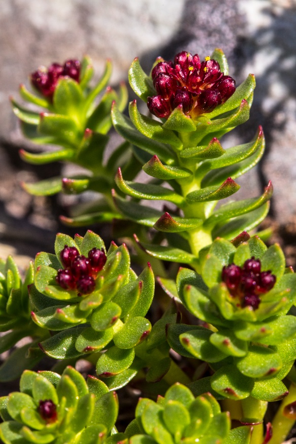 rhodiola