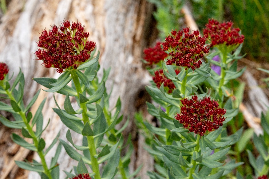 rhodiola
