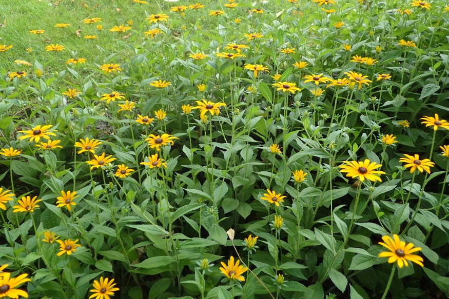 Rudbeckia
