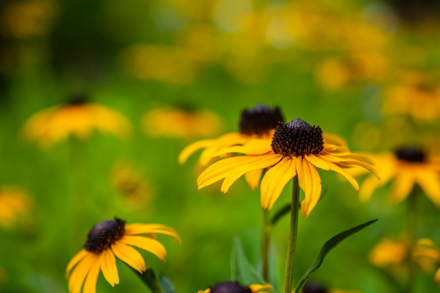 Rudbeckia