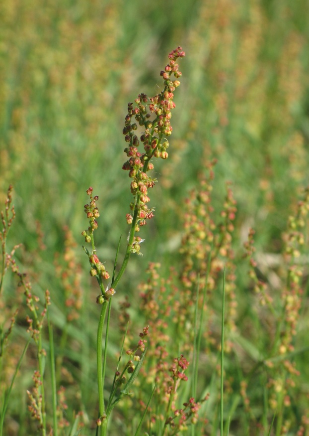 sheep sorrel