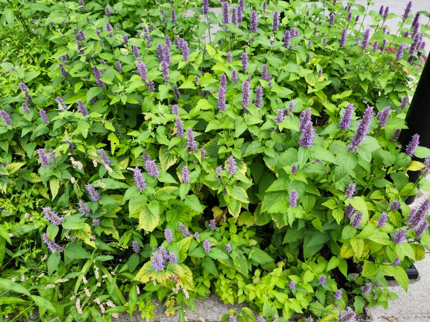 anise hyssop