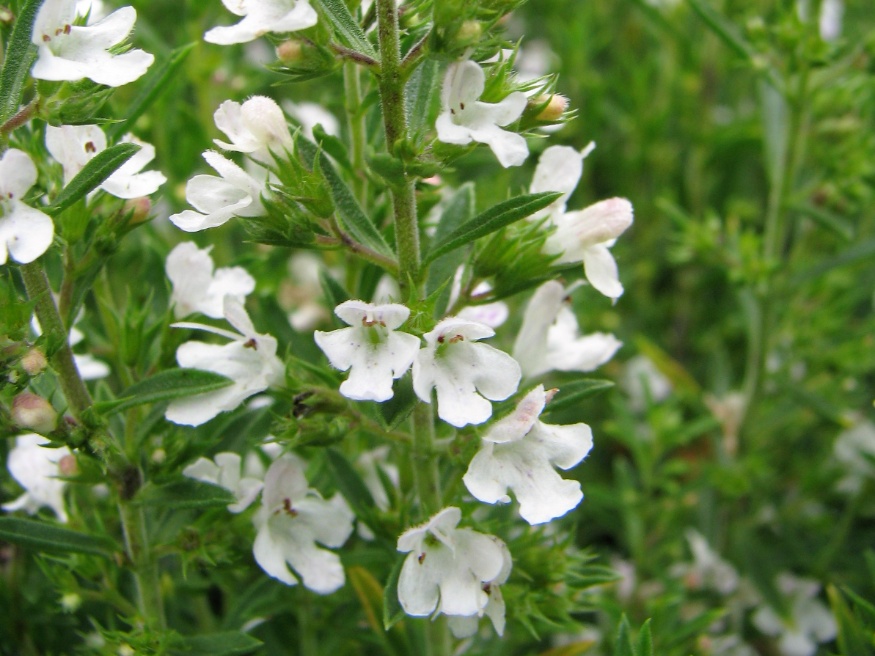 winter savory